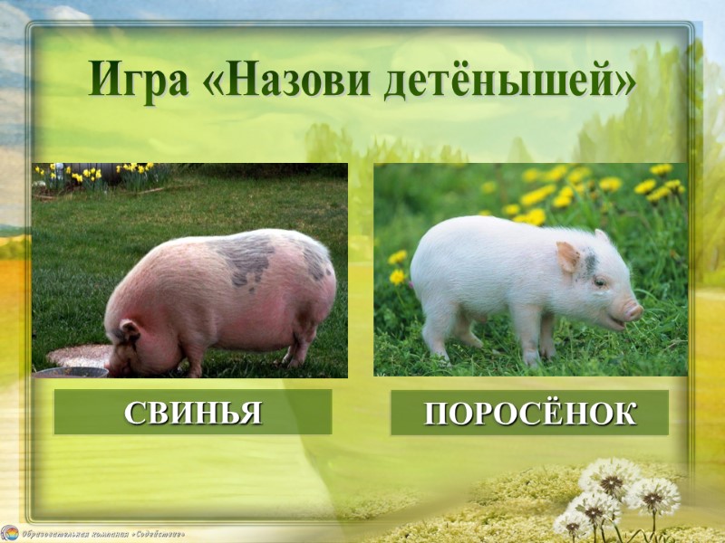 ПОРОСЁНОК СВИНЬЯ Игра «Назови детёнышей»